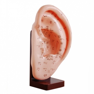Ear Acupuncture Model with Wooden Base 22cm