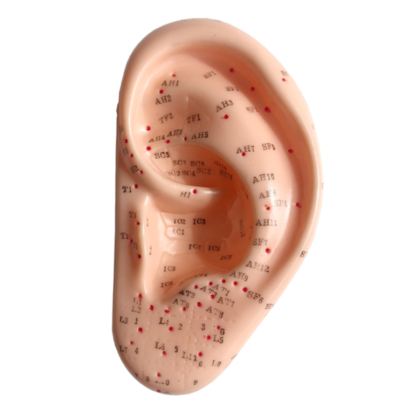 Male Human Acupuncture Model 50cm Trans Africa Medicals