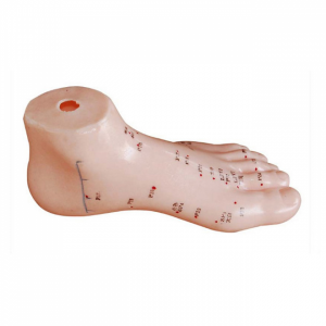 Foot Acupuncture Model 13cm