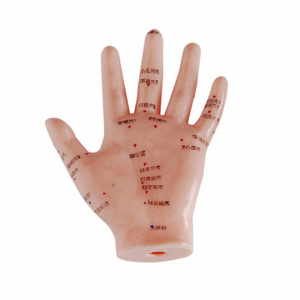 Hand Acupuncture Model 13cm