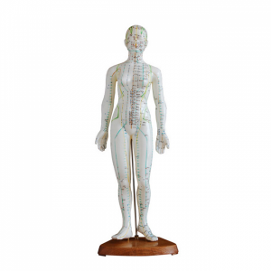 Human acupuncture model 48cm Female