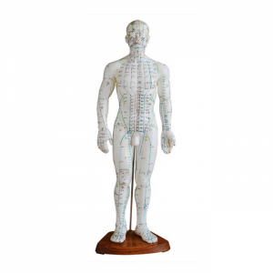 Male Human Acupuncture Model 50cm