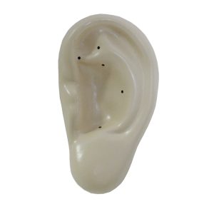 PU Ear Model